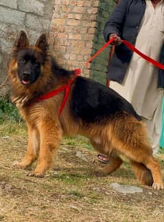 German shepherd long coat male available for sale