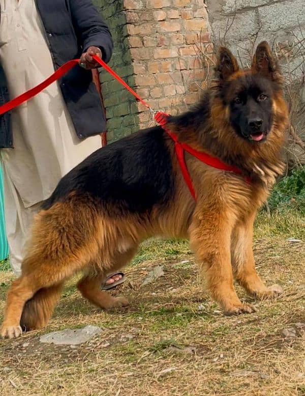 German shepherd long coat male available for sale 1