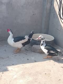 Moscovy Duck pair Egg laying.