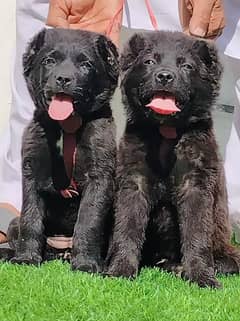 King Alabai Pair | Alabai Puppies | Alabai security Dog For Sale