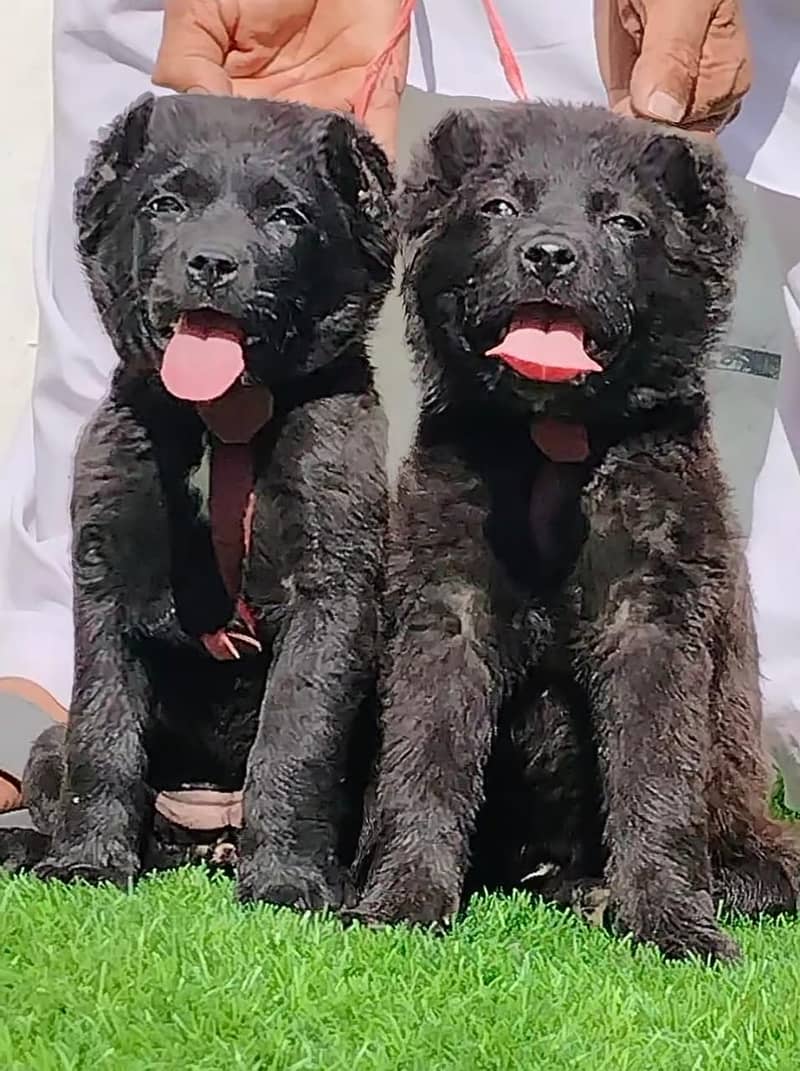 King Alabai Pair | Alabai Puppies | Alabai security Dog For Sale 0