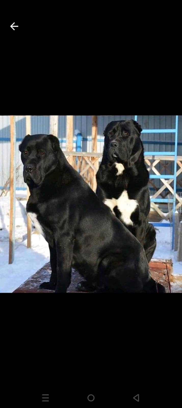 King Alabai Pair | Alabai Puppies | Alabai security Dog For Sale 1