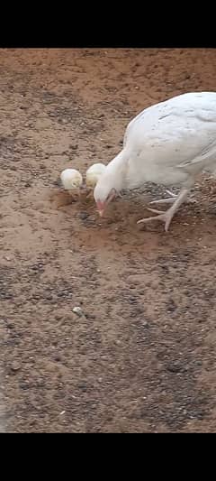 1 year old heera madi with 8 chicks