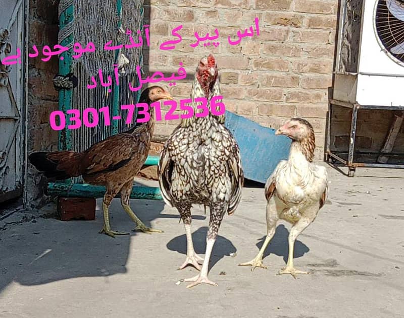 Aseel Fertile Eggs 3