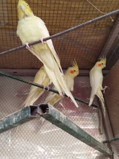 Cockatiel