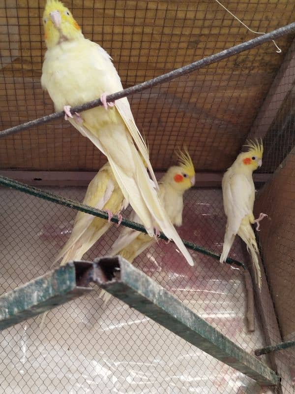 Cockatiel Parrots for Sale (Adults) 0