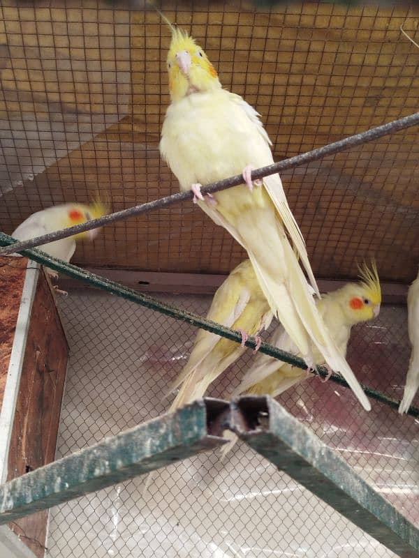 Cockatiel Parrots for Sale (Adults) 1