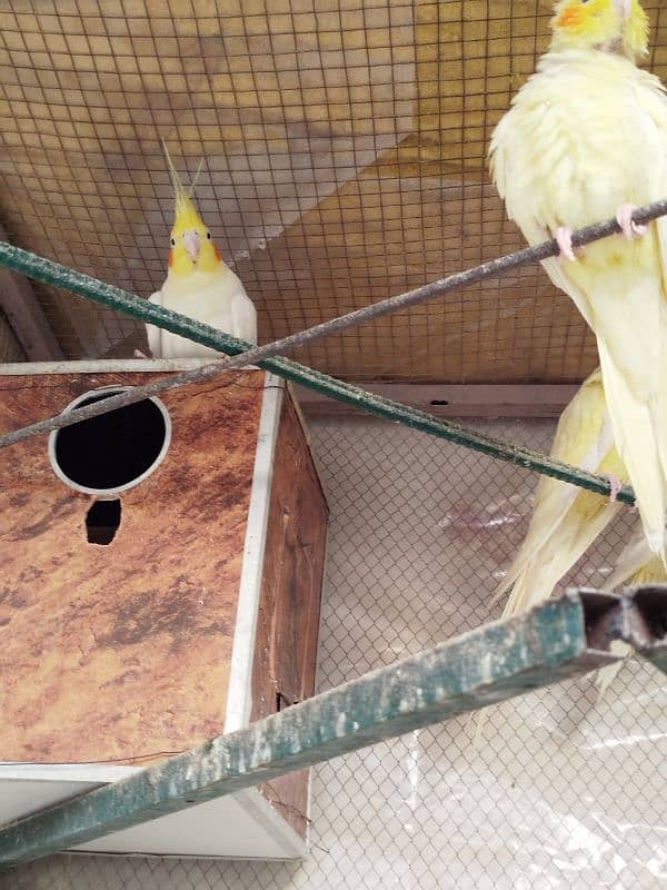 Cockatiel Parrots for Sale (Adults) 2