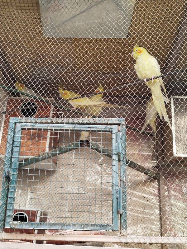 Cockatiel Parrots for Sale (Adults) 3