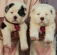 Afghan Kuchi Pair | Afghan Kuchi Puppies | security Dog For Sale