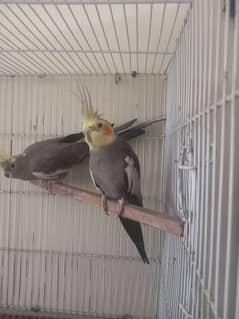 1 Pair cockatiel with cage and Wooden box for sale urgent