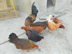 Desi hen Egg laying