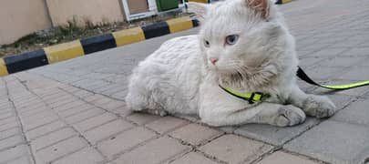 The Persian cat, also known as the Persian Longhair.