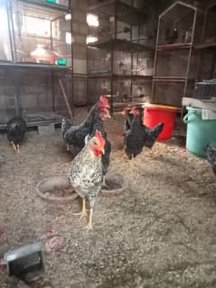 Plymouth rock hen for sale Rs. 2500