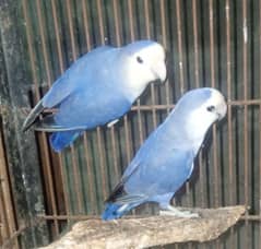 lovebirds quality bird rosiecollie violet  olive albino Creamino pices