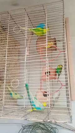 budgies