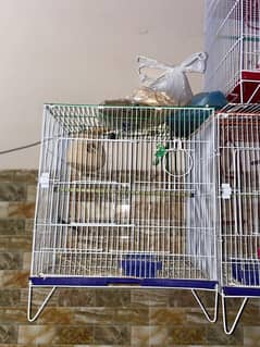 Cage for Sale 1800