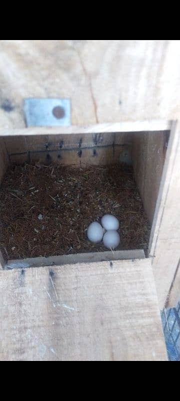 albino red eyes breeder pair with eggs 0