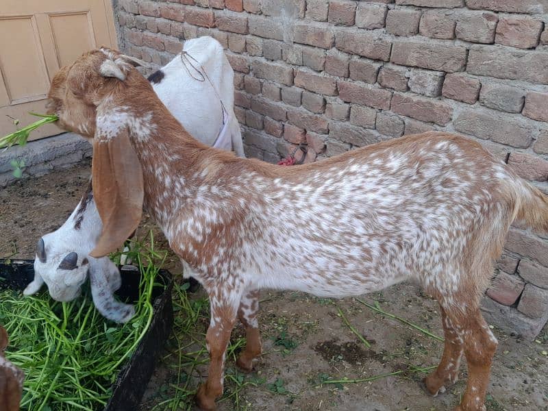 Pure makki chinna bakra 1