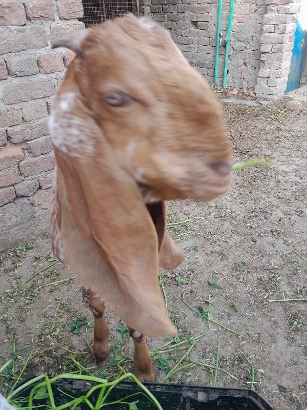 Pure makki chinna bakra 2