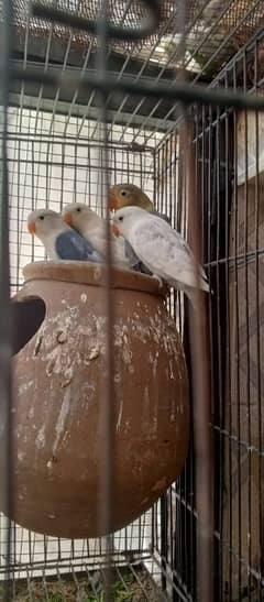 lovebird