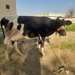 frezen cow secend timer sath wachi 8din ki sui milk 15kg