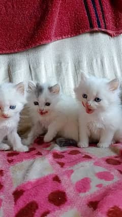 Doll face Kitten For sale.  14000 per Kitten.