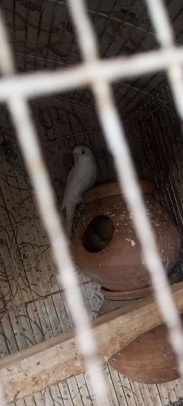 we are selling Australian parrot 0