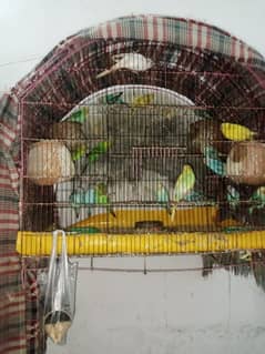 budgies