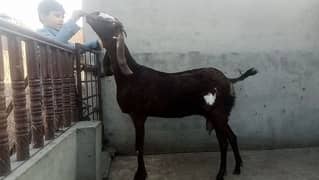 bakri