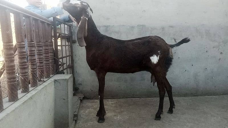 bakri 1