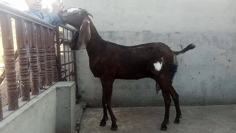 bakri 3