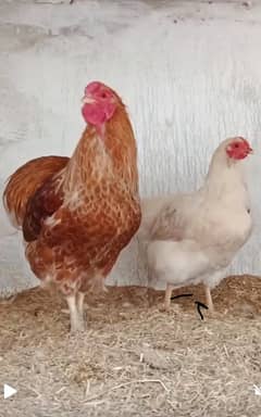 bantam ,, splash laced red Wyandotte bantam pair up for sale