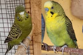 BUDGIES PAIRS