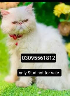 Piki face Male Cat Available For StUd service