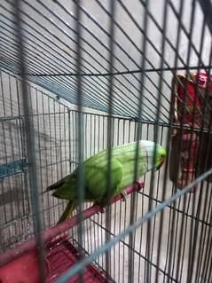 Green parrot