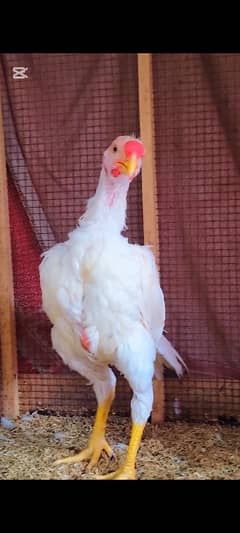 white parrot beak