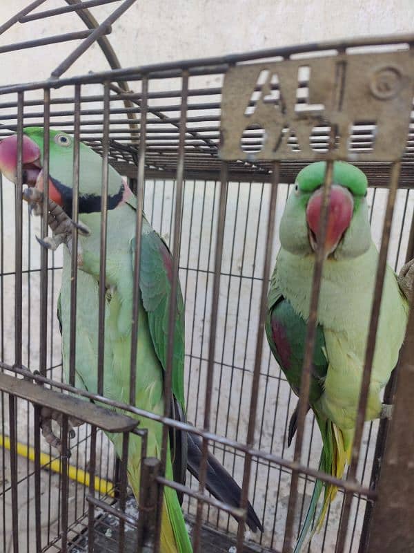 Raw Parrots 0