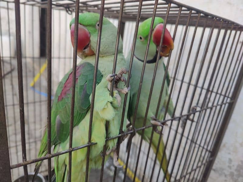 Raw Parrots 2