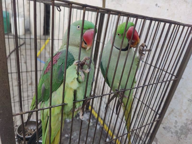 Raw Parrots 3