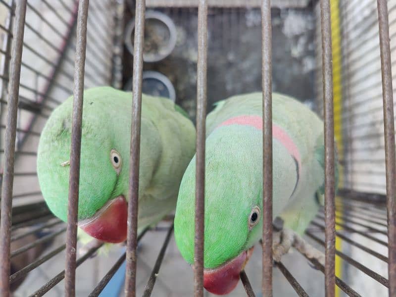 Raw Parrots 4