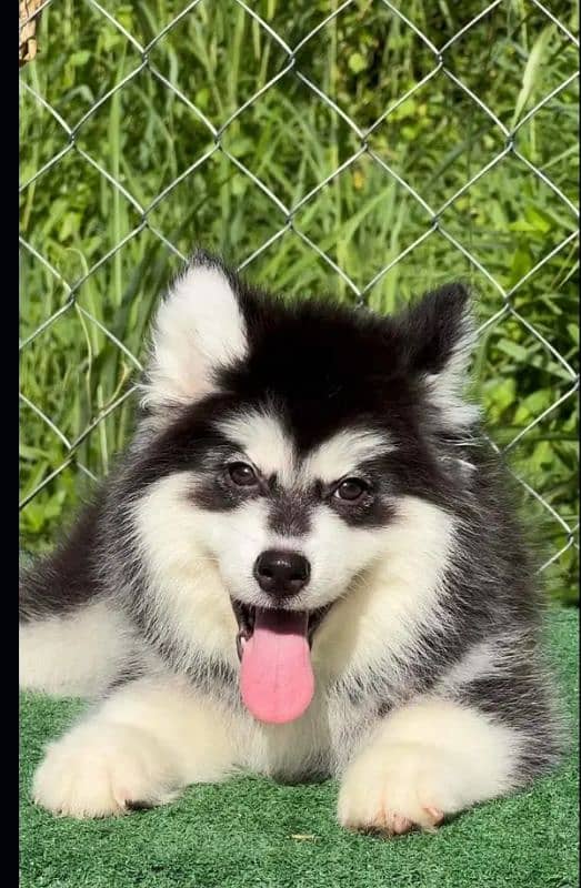 Siberianhusky puppie 2