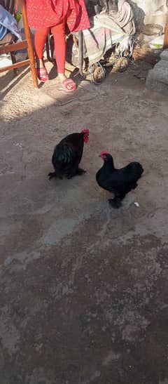 a pair of black bantum adult for sale.