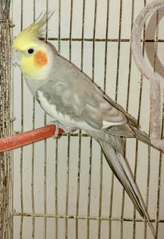 2 healthy male semi-tamed cockatiels father and son