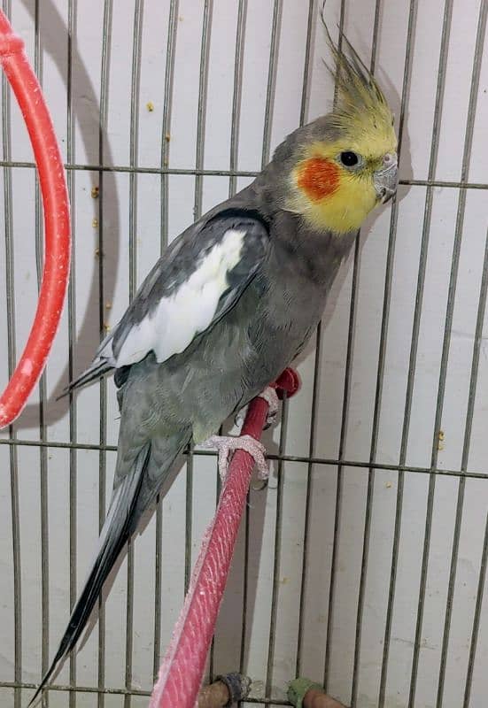 2 healthy male semi-tamed cockatiels father and son 1