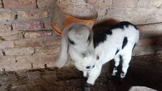 1 female bakri or female baby for sale