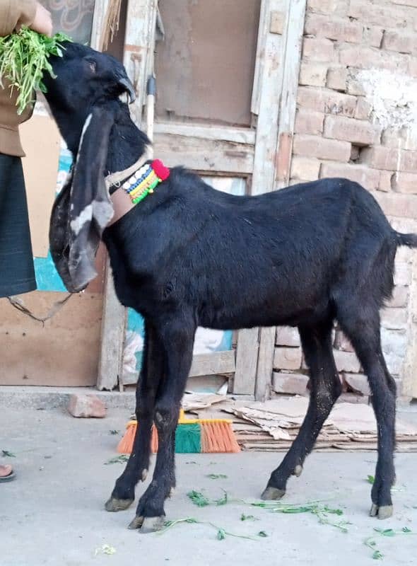 Desi Bakra 1