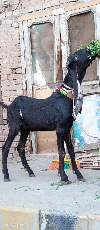 Desi Bakra 6