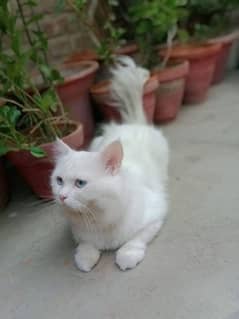 Persian male for Sale