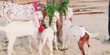 batl bakri 3 bacho wali bakri far sale my WhatsApp 0303,8260,835